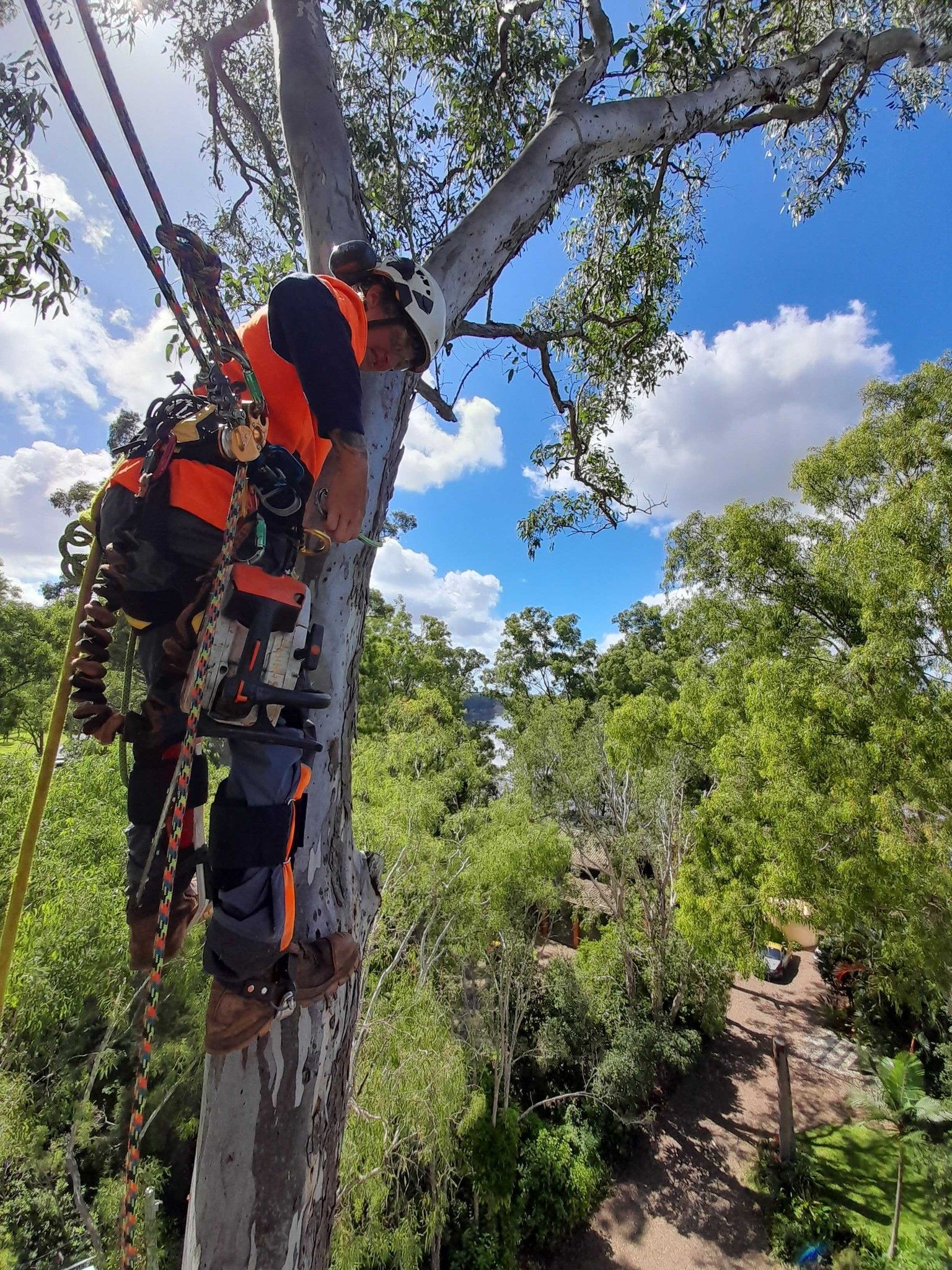 Arborist in orange safety gear climbing a large tree with ropes and a harness in a wooded area