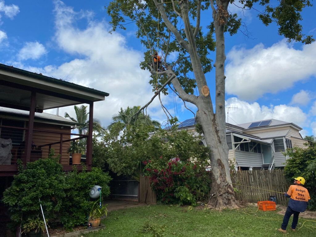 Person in an orange shirt stands in a yard while arborist in tree rigging own a branch