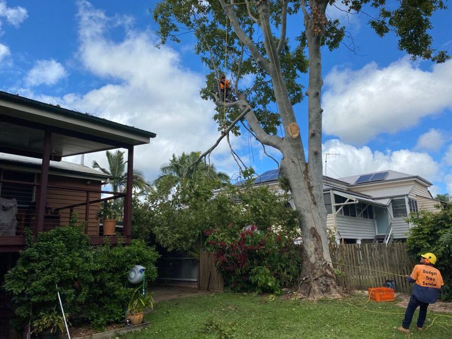 arborist rigging a large gum in backyard