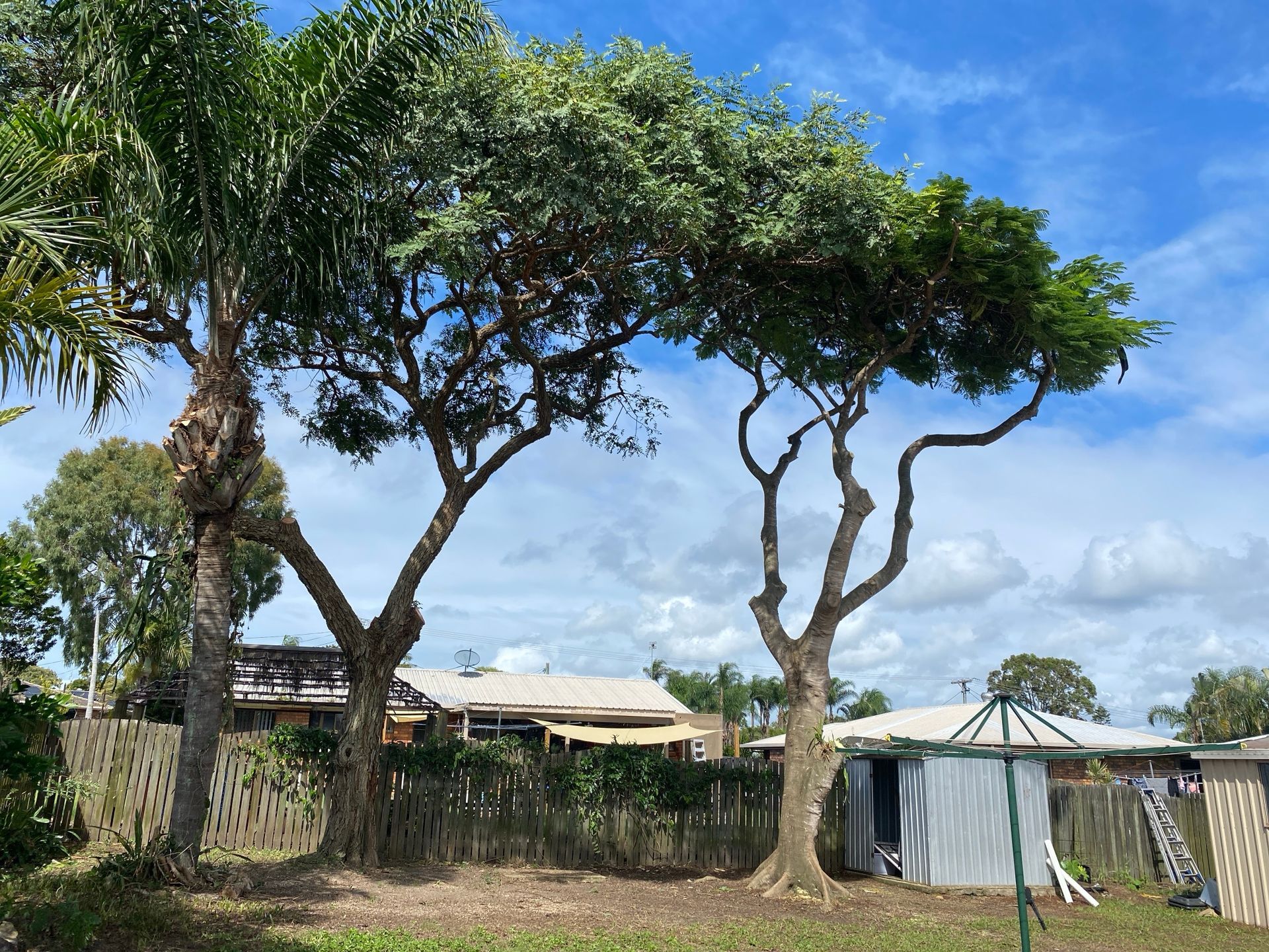 Two tall trees in a grassy yard beside a small shed under a blue sky after a crown lift