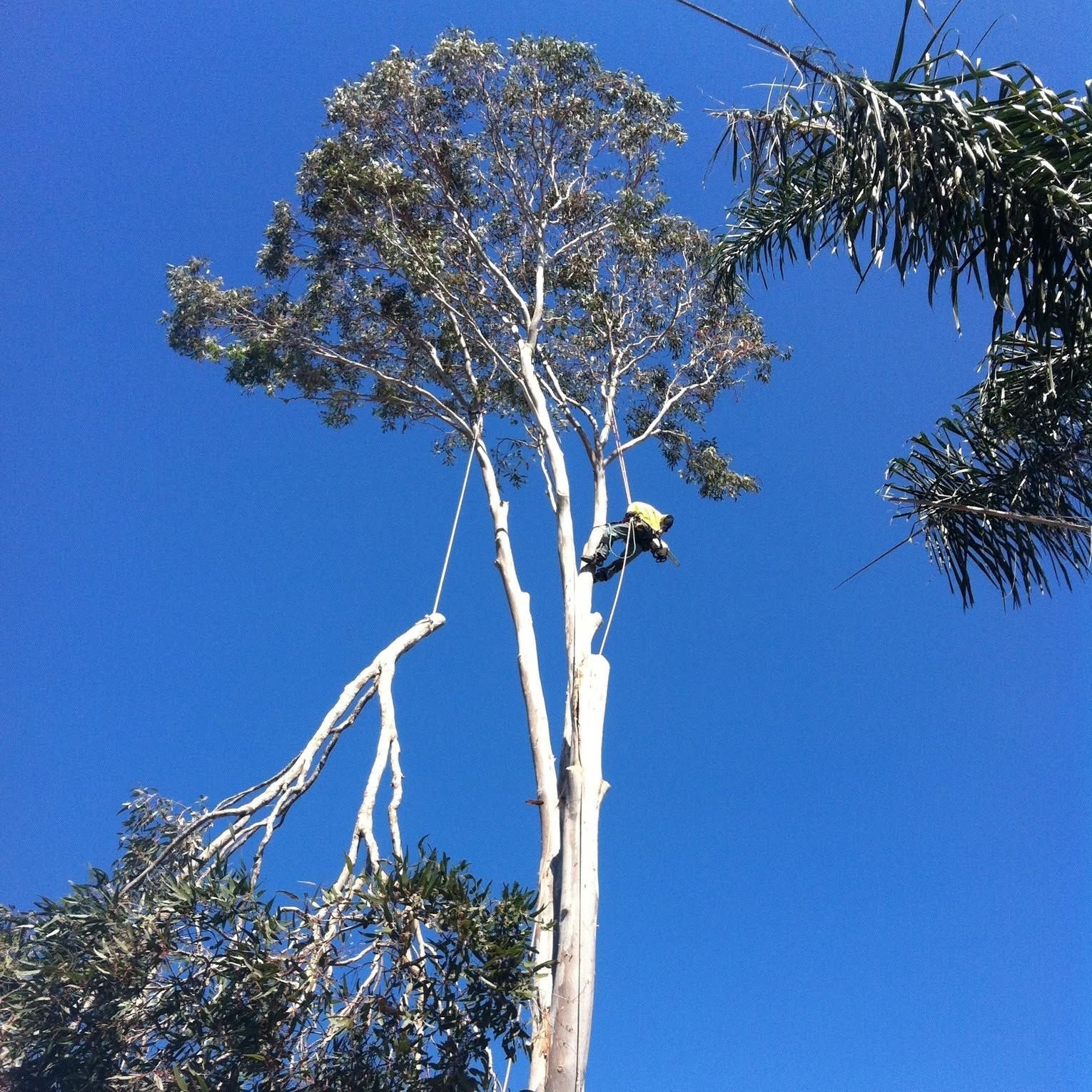 Workers in orange safety gear in a cherry picker cutting a tree branch outdoors