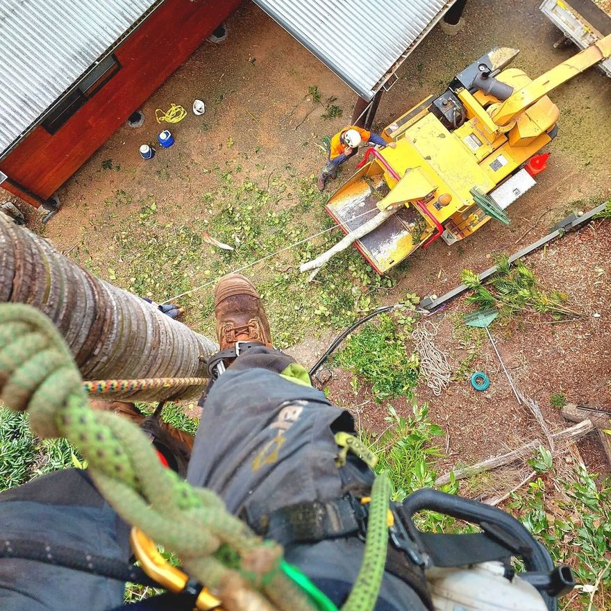 arborist view from tree with chipper below them