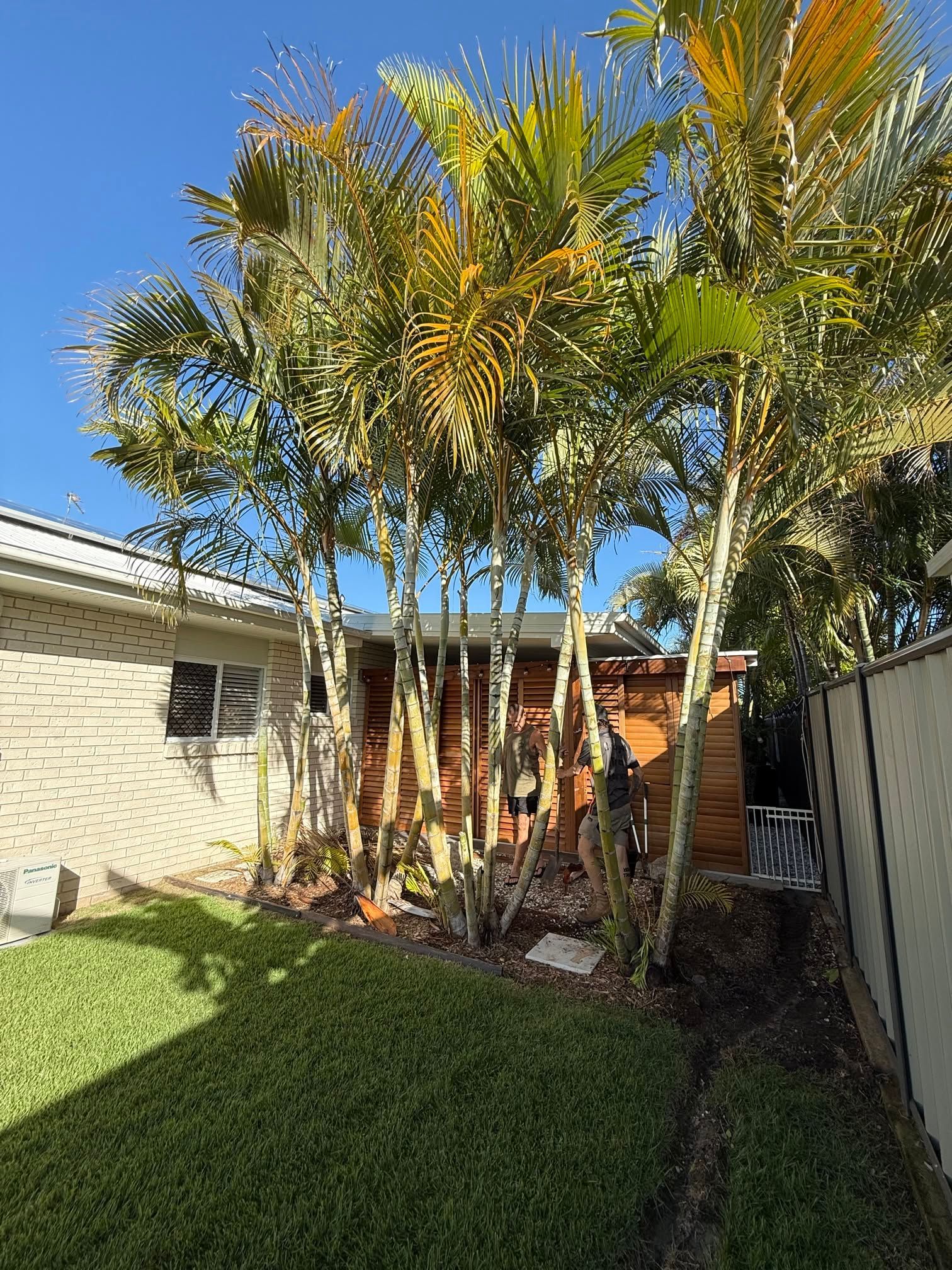 Backyard with tall palm trees, green lawn, and a house beside a fence under a blue sky