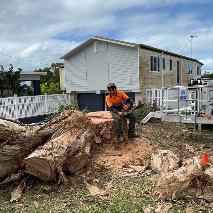 Budget Tree Service arborist assessing mature trees in a residential backyard