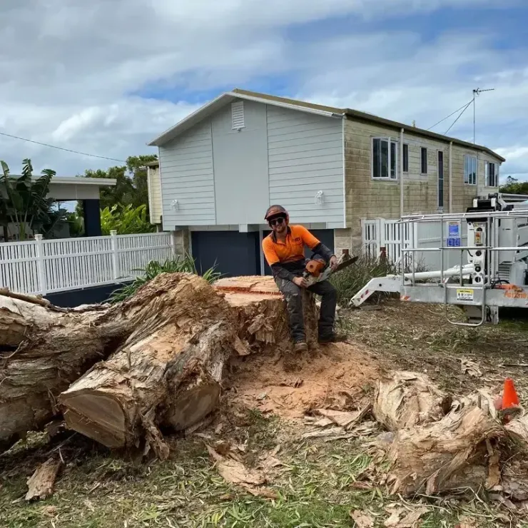 Budget Tree Service arborist assessing mature trees in a residential backyard