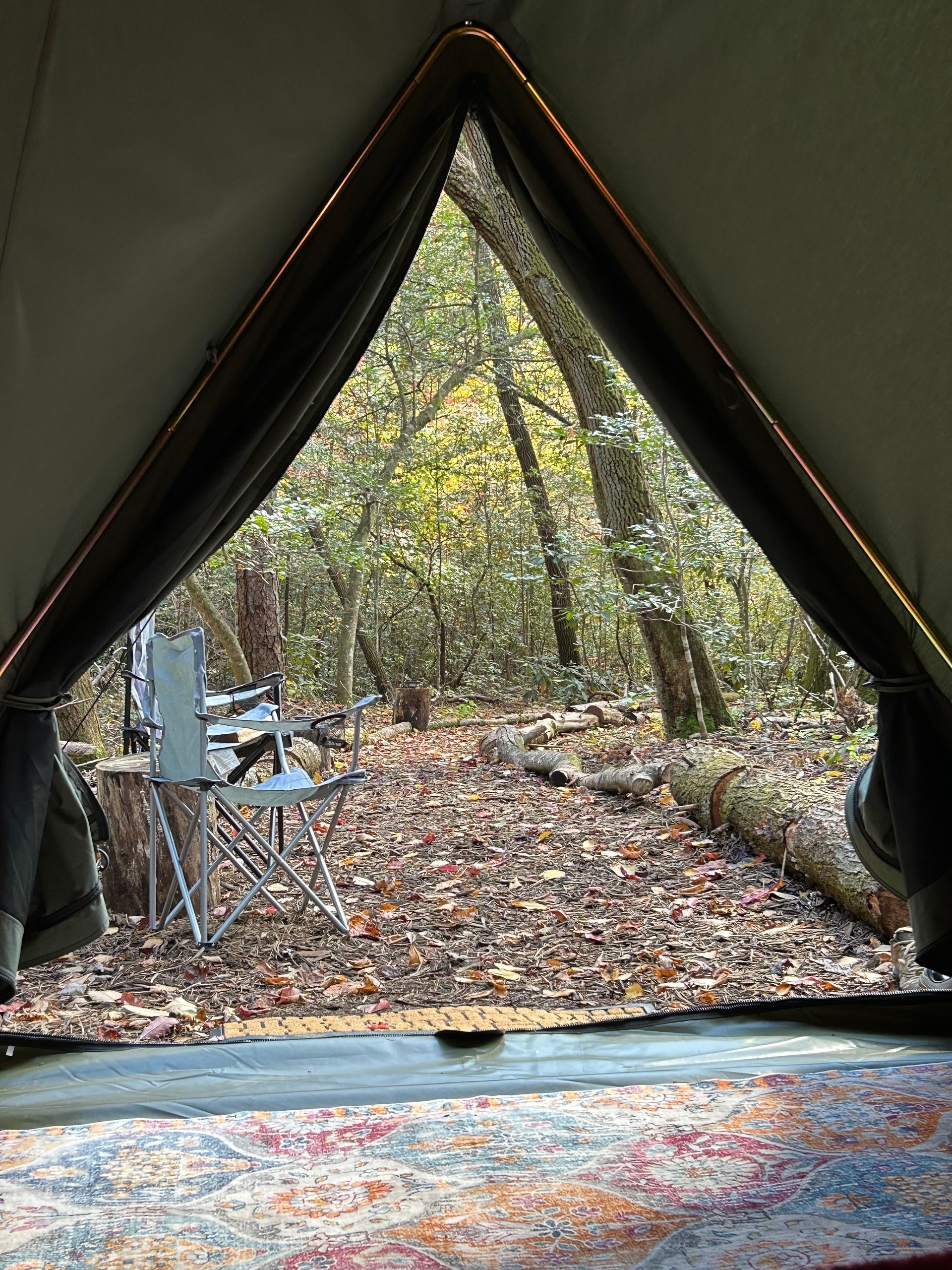 View from inside a tent, looking out at a forest scene. A folding chair sits on a bed of leaves.