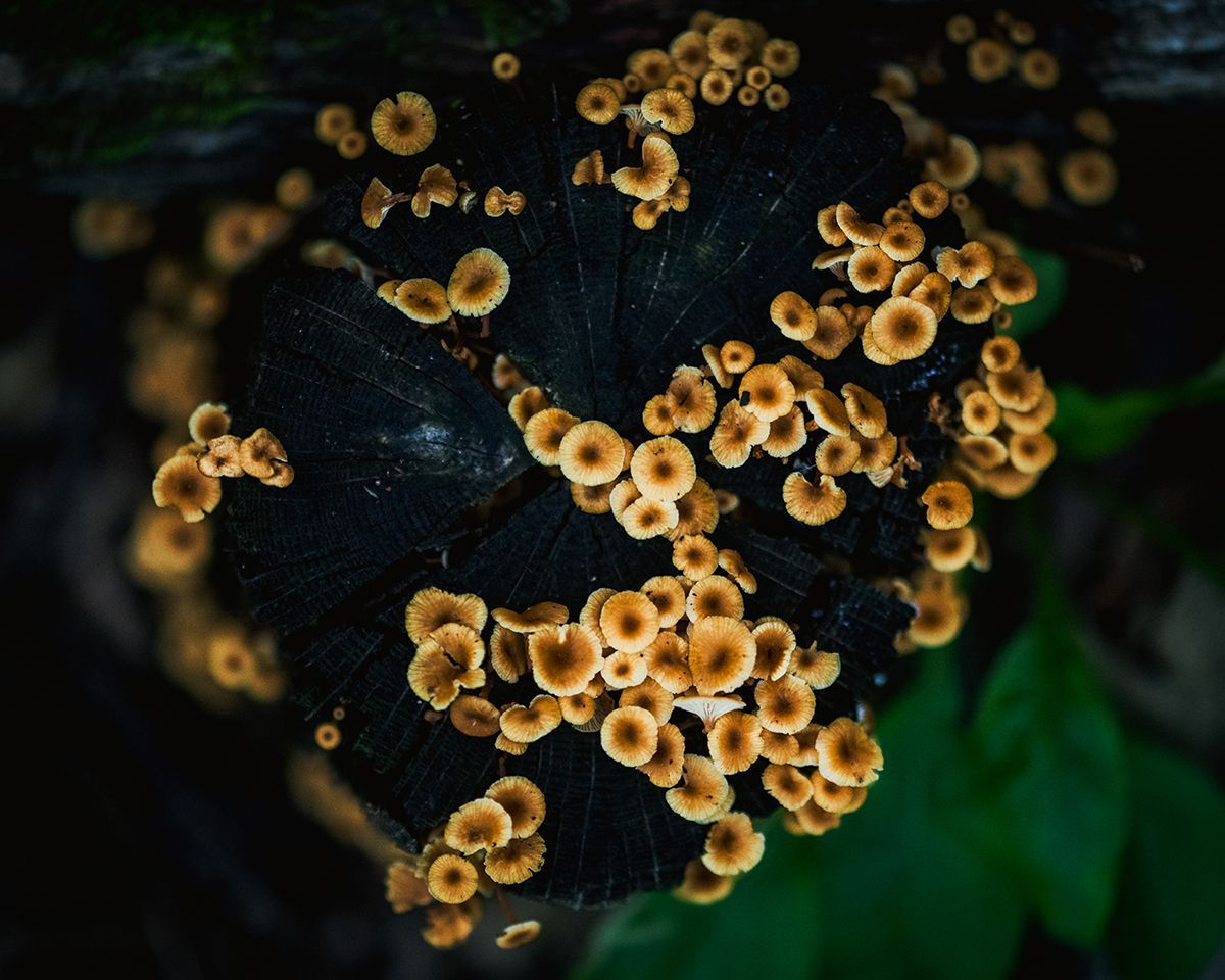 A bunch of mushrooms are growing on a tree stump.