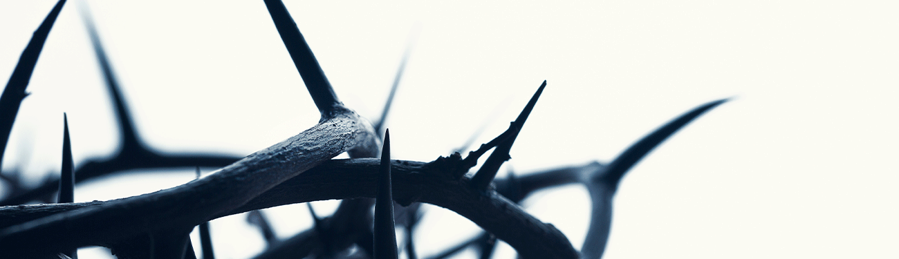 Close-up of a dark, sharp crown of thorns silhouetted against a bright white background.