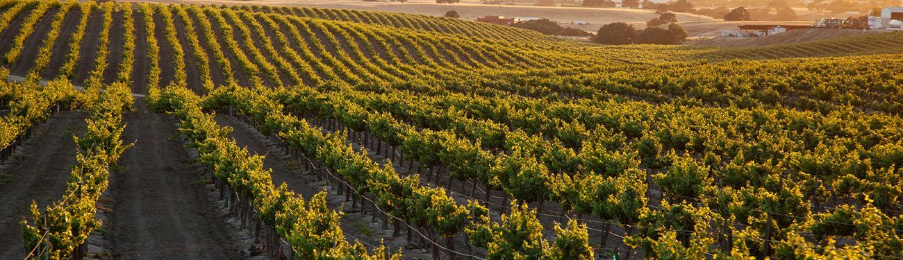 Sunset over a vineyard with rows of grapevines and green hills in the distance.