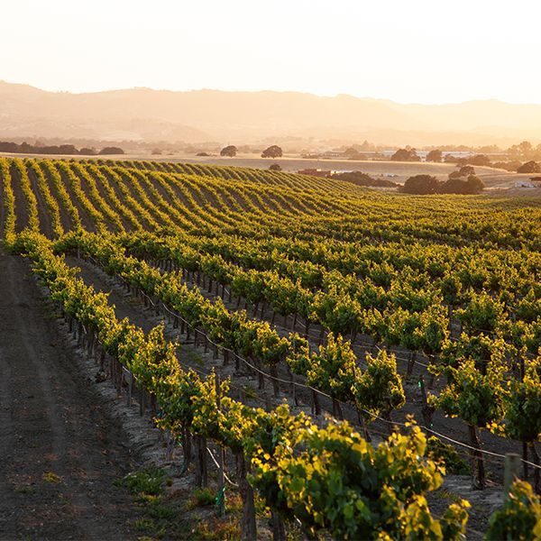 Sunlit vineyard rows stretching across a hillside at golden hour, with rolling hills in the distance