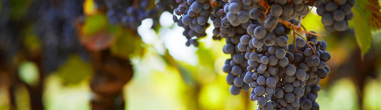 Clusters of dark purple grapes hanging on a vine in a sunlit vineyard.