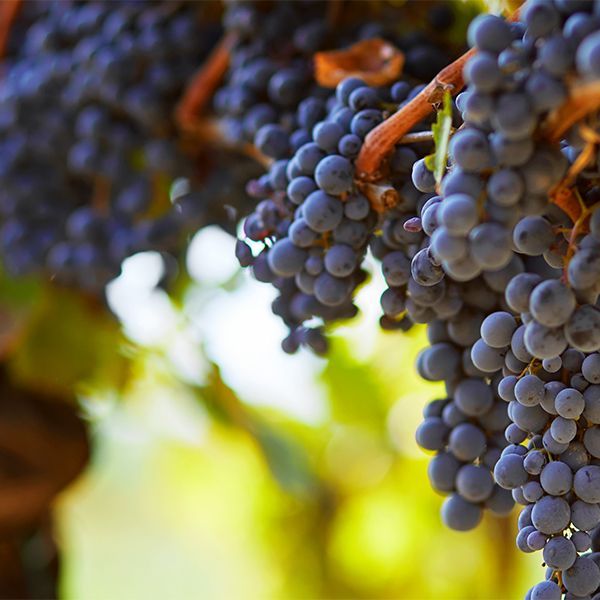 Clusters of purple grapes hanging on a vine in bright sunlight