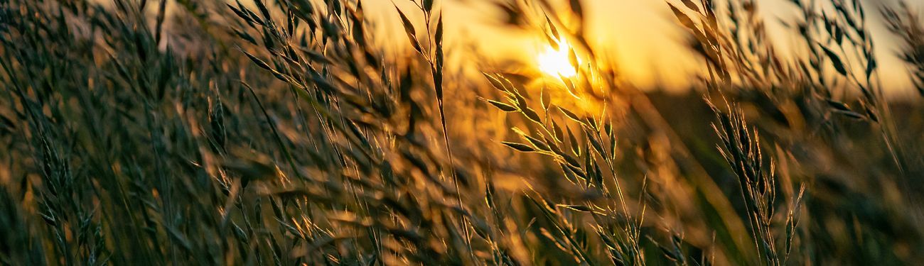 Golden sunlight filtering through tall grass in a field at dusk.