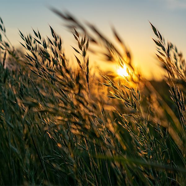 Sunlit tall grasses swaying at sunset, with a warm orange sky behind them