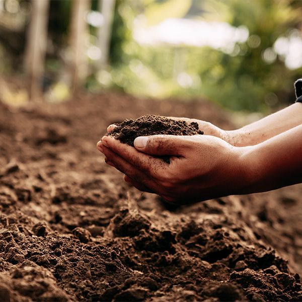 Hands holding soil over a garden bed, with a blurred outdoor background.