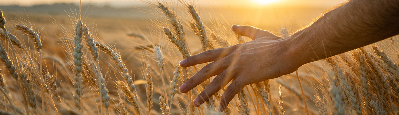 Hand reaching through golden wheat in a sunlit field.