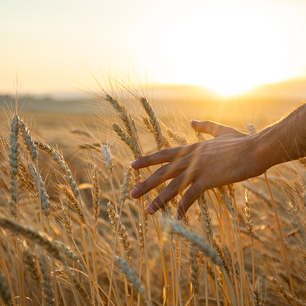 Hand brushing through sunlit wheat field at golden hour.