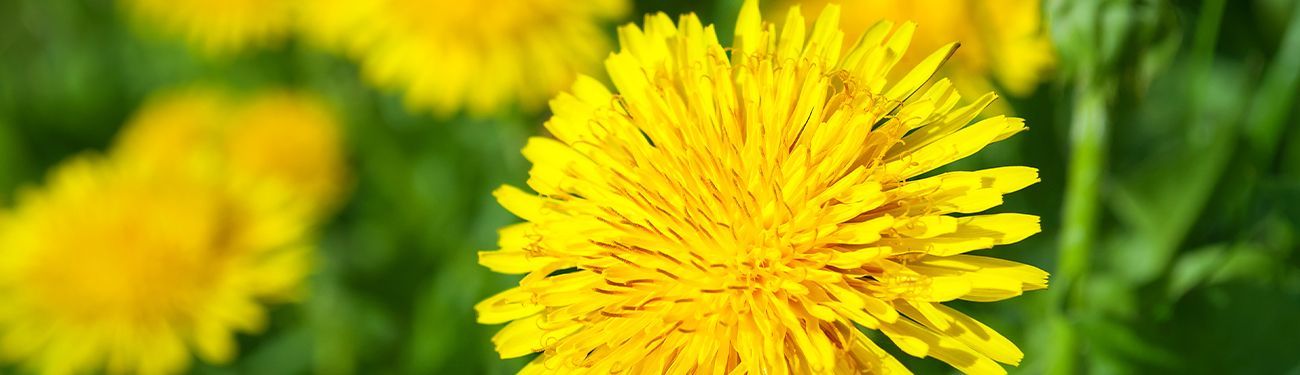 Close-up of a bright yellow dandelion flower with blurred green foliage in the background.