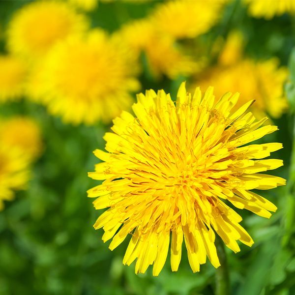 Close-up of a bright yellow dandelion flower with blurred yellow blooms and green grass in the background