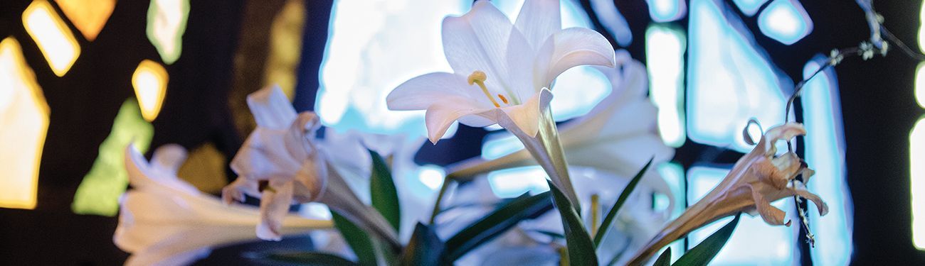 A bunch of white flowers are sitting in front of a stained glass window.