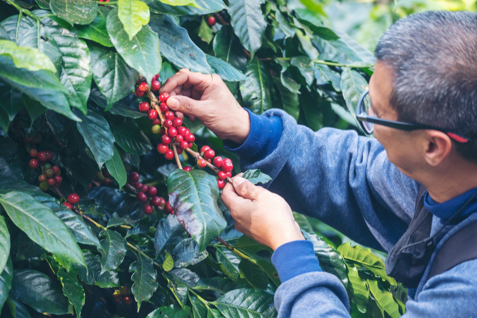 Rao's Coffee Roasting the Finest Coffee In The World