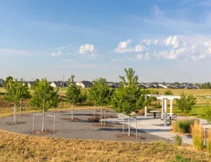A peaceful park scene with young trees arranged in a circle. A peaceful park scene with young trees arranged in a circle.