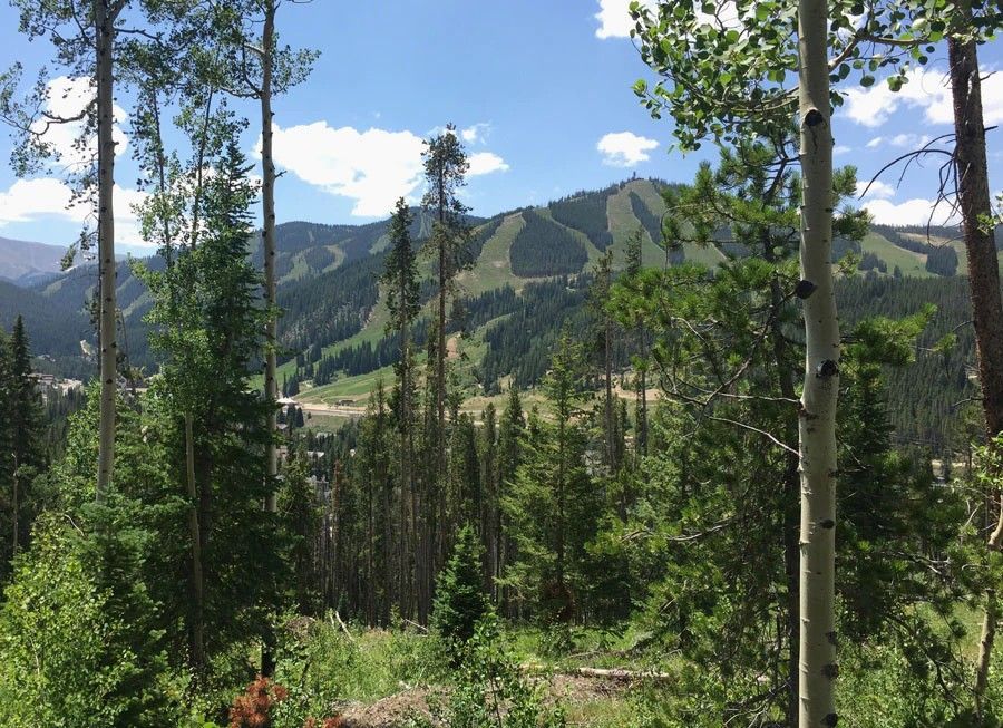 Scenic mountain landscape with pine forest in Lakota Pointe.