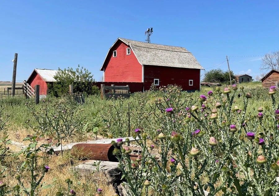 Rural farm with two red barns in Parklands