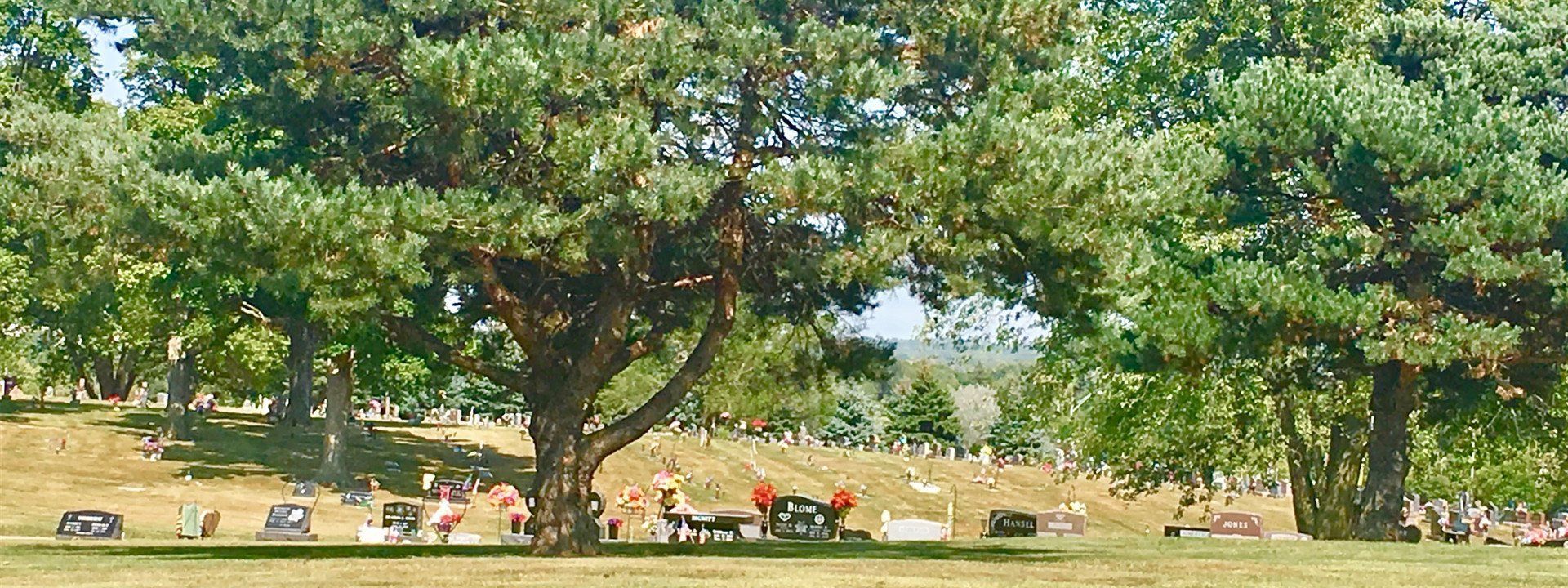 People sitting under large trees in a sunny park with green grass and scattered benches