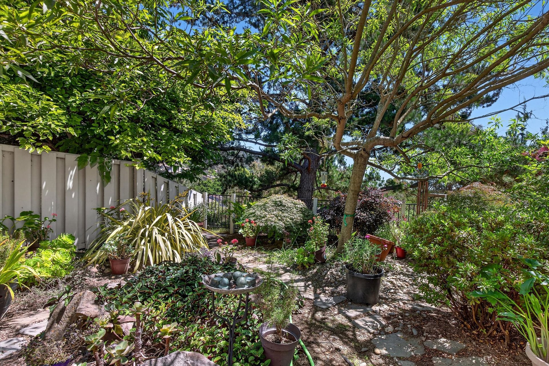 Sunlit backyard garden with trees, shrubs, and a white fence behind a stone path