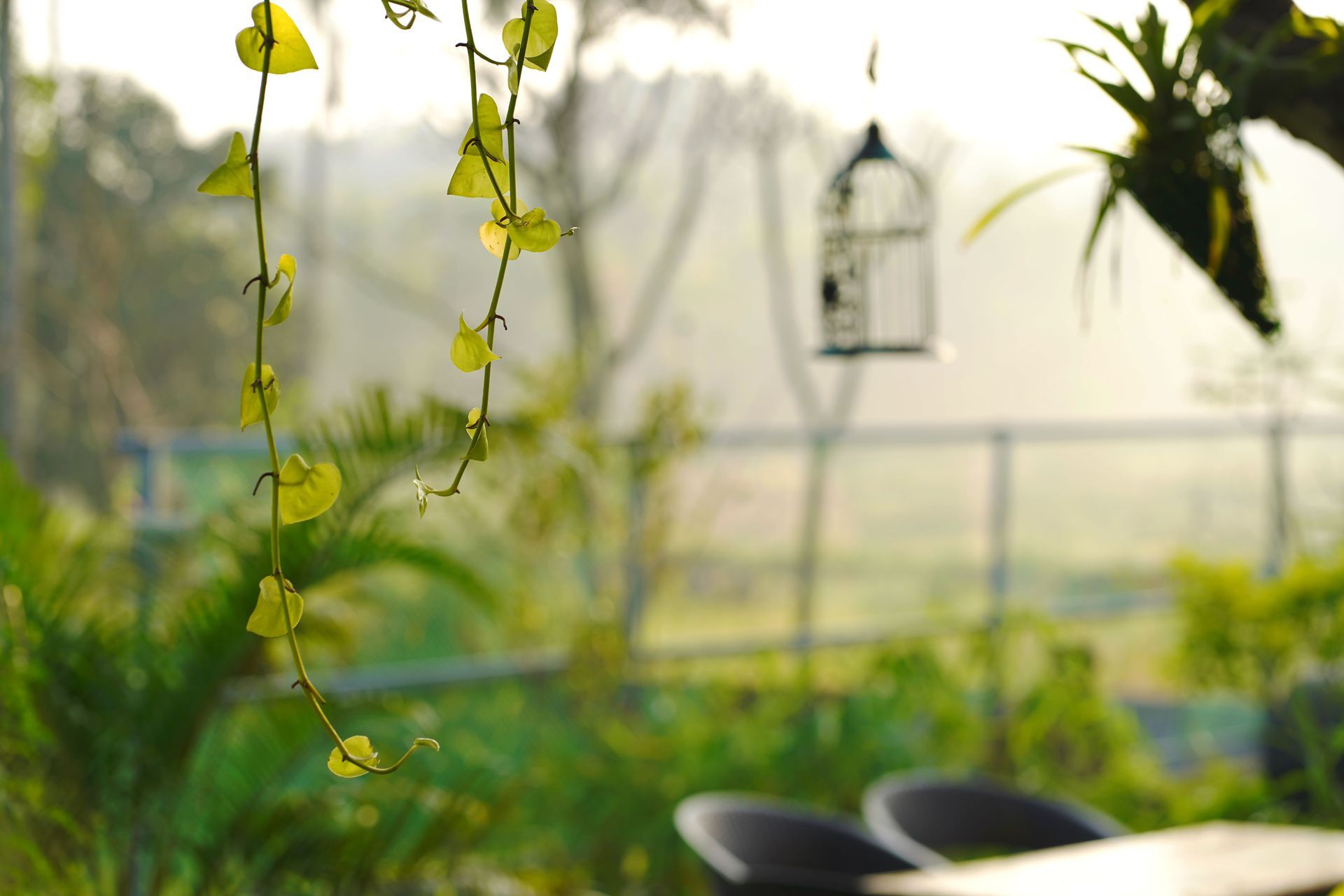 Green vine with yellow leaves hanging in a bright greenhouse, with blurred plants and a birdcage in the background
