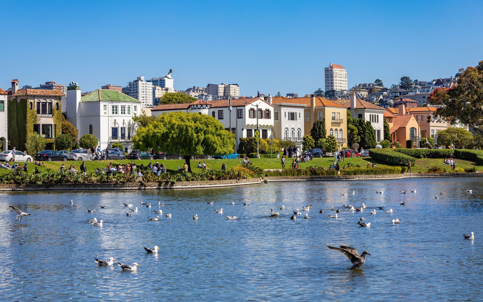 Birds on a blue lake with a Oakland skyline and colorful buildings in the background