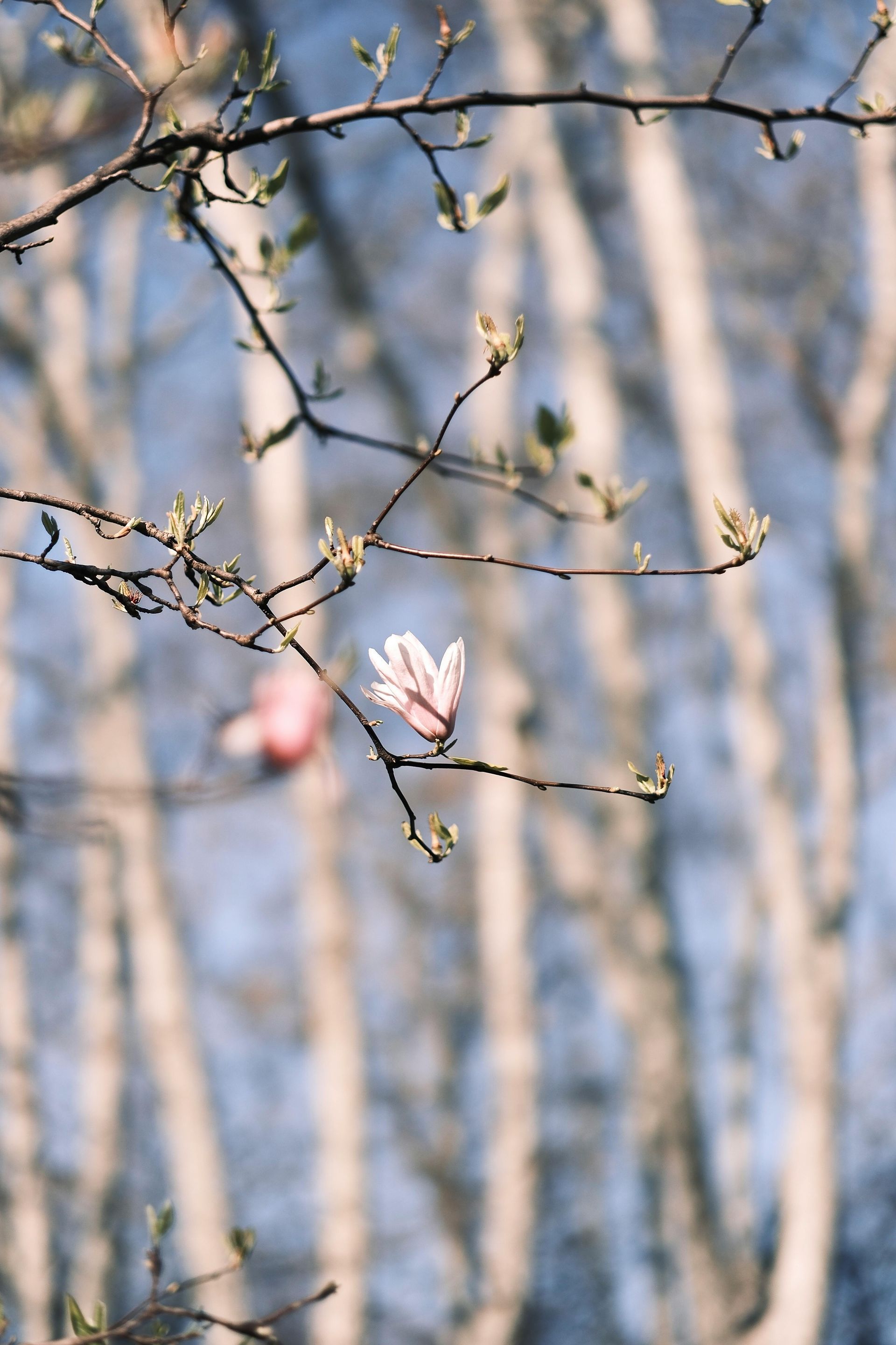 A single pale pink magnolia bloom on a thin, leafless branch against a blurred background of tree trunks and blue sky.