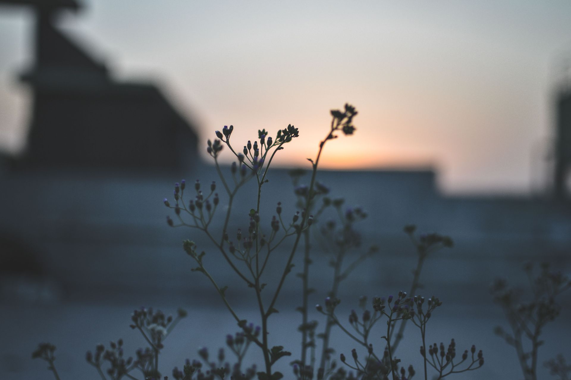 Silhouetted wildflowers against a blurred sunset sky over rooftops