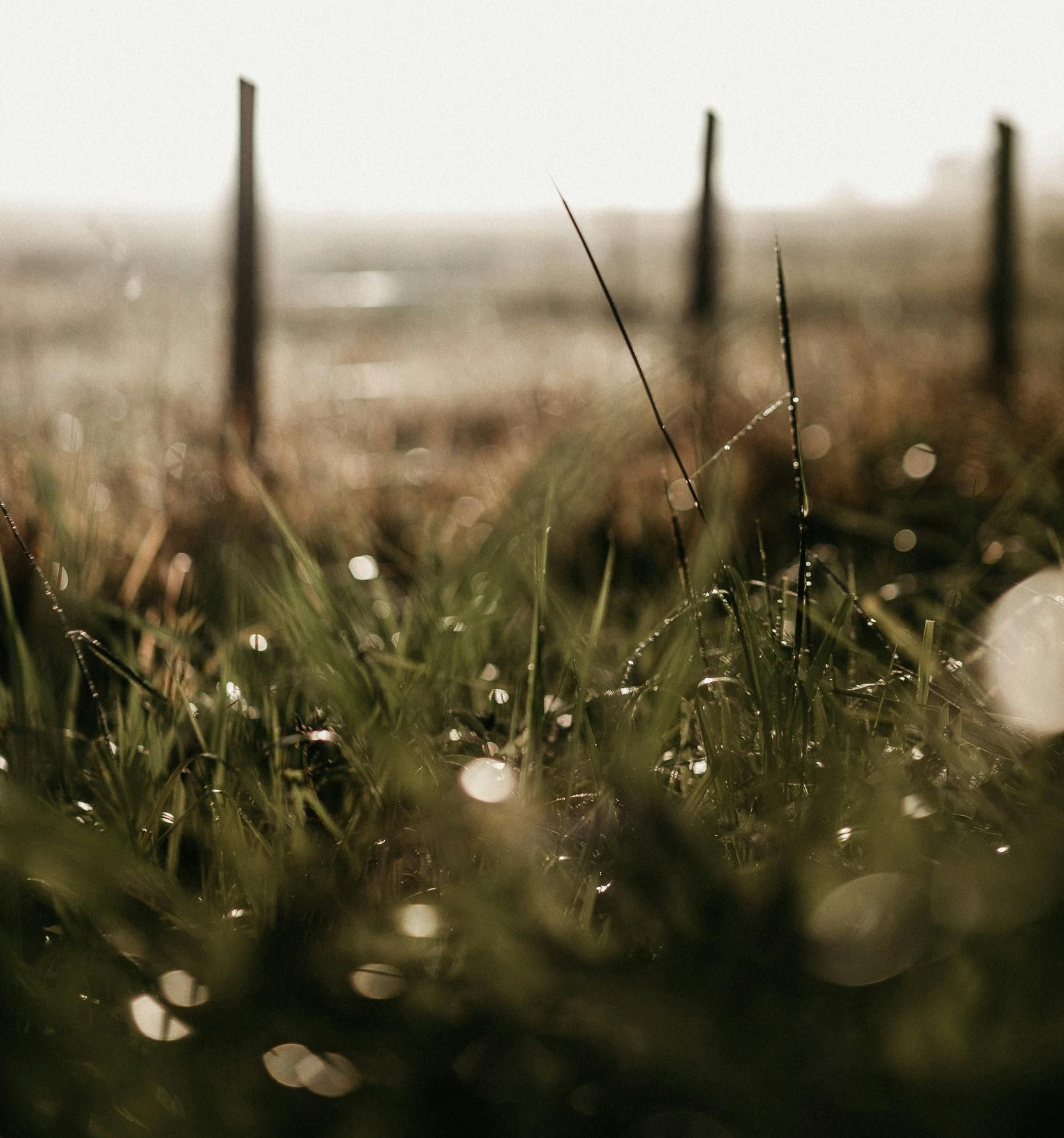 Close-up of dewy grass with blurred fence posts in warm, soft light