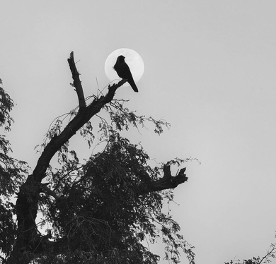Logo, je ziet de maan - de opkomende zon en de aarde.