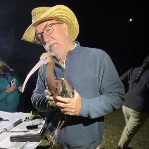 Man in straw hat holding a pelican at a nighttime outdoor event