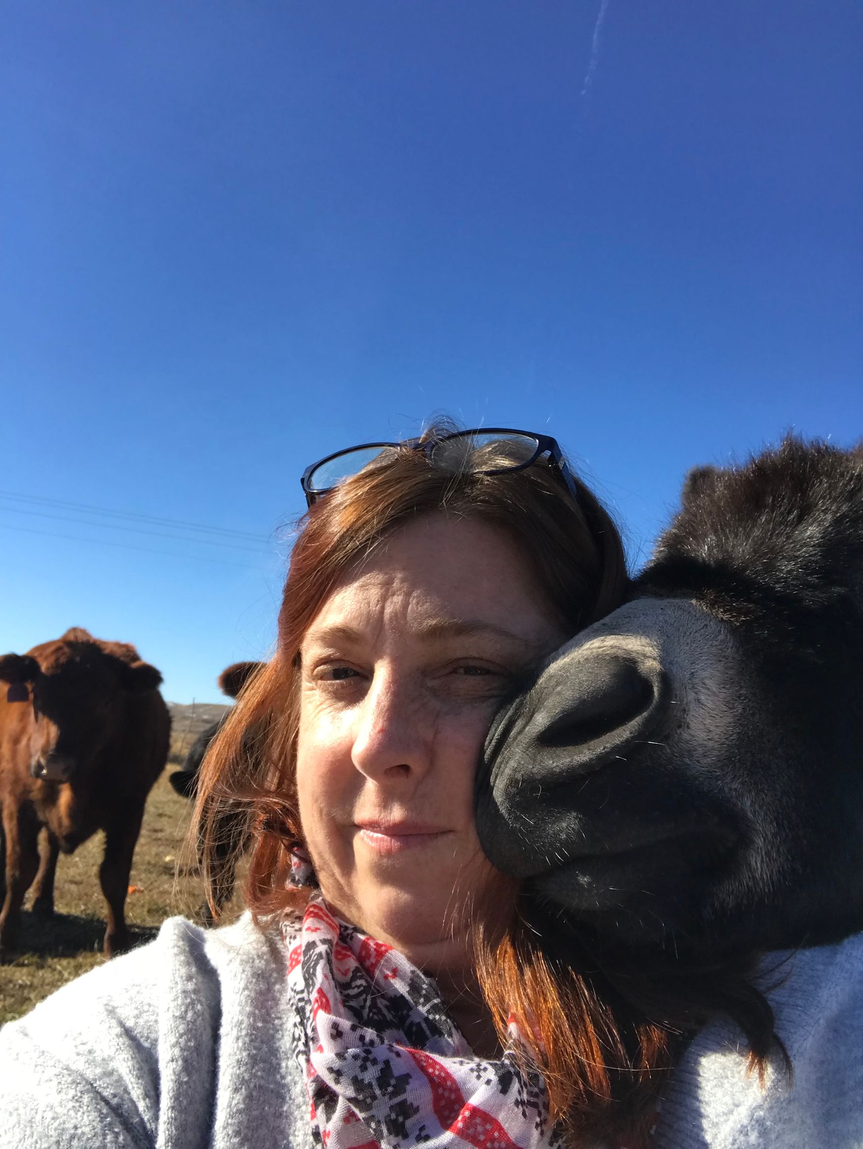 Woman with sunglasses taking a selfie beside a black cow in a sunny field with blue sky