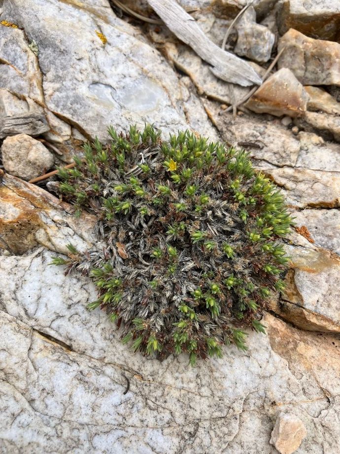 Small green moss tuft growing in a crack of pale gray rock