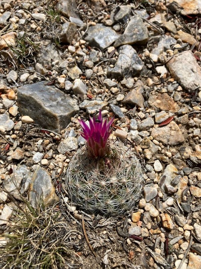 Small cactus with a bright pink flower bud growing among rocky gravel.