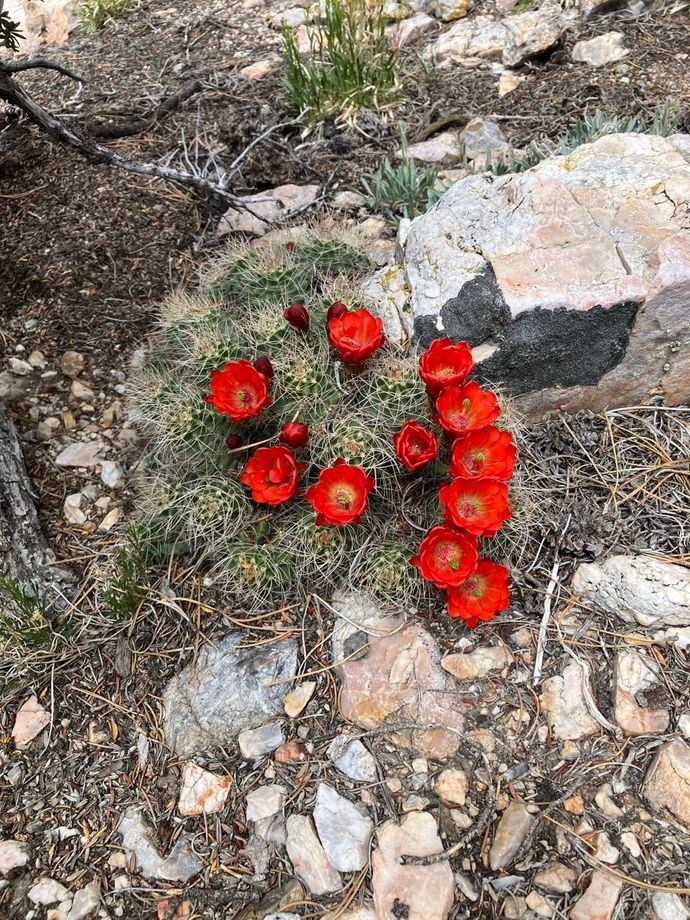 Bright red flowers growing among rocks and dry grass outdoors