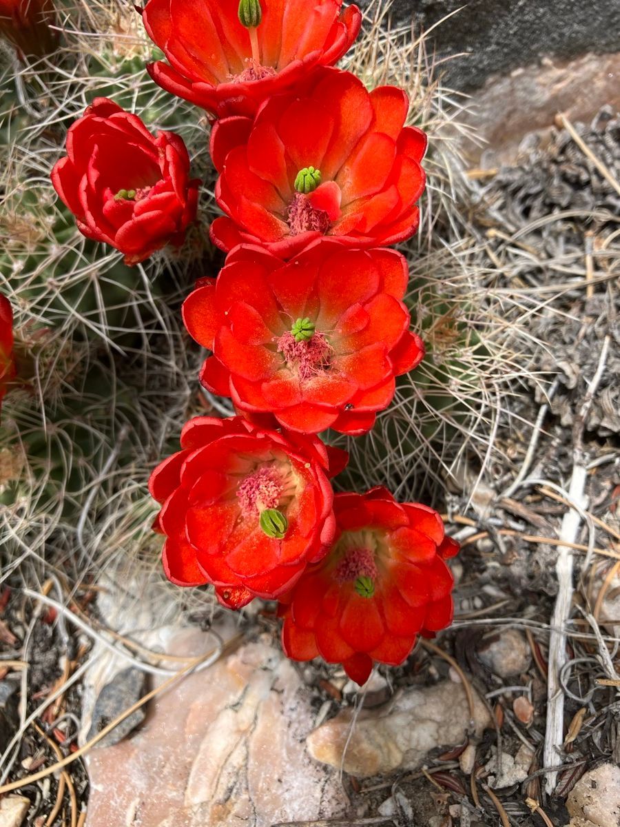 Bright red cactus flowers blooming among dry grass and rocks