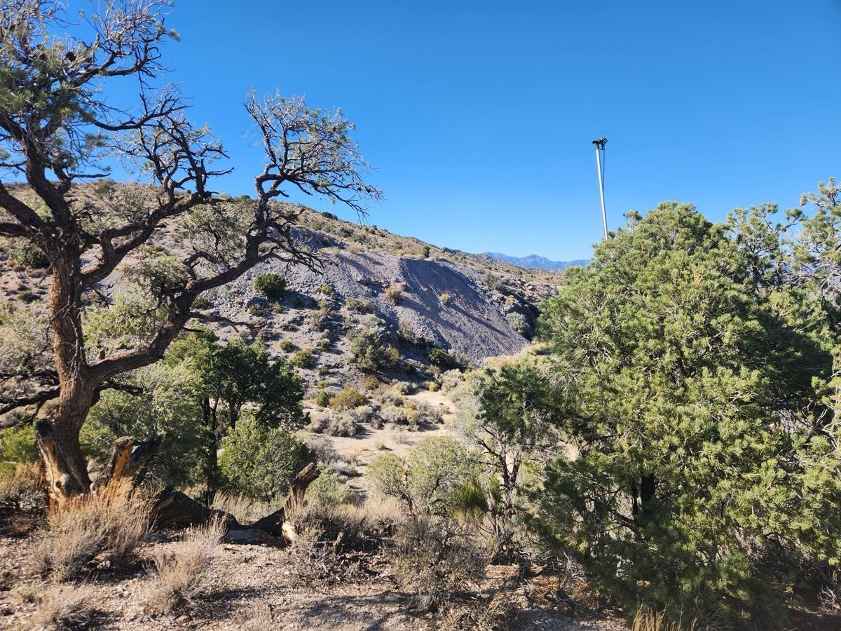 Desert hillside with scrubby trees, rocky slope, and a clear blue sky.