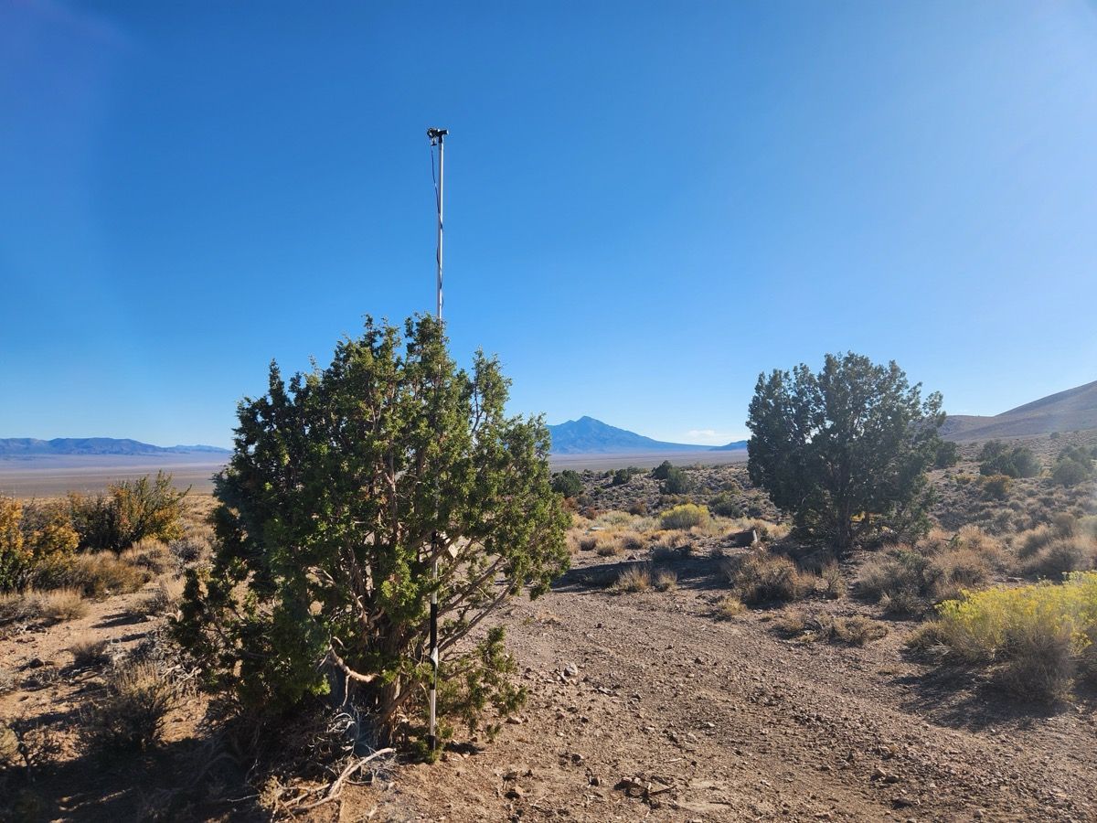 Desert scrub with two bushes, a tall pole, and a distant mountain under a clear blue sky.