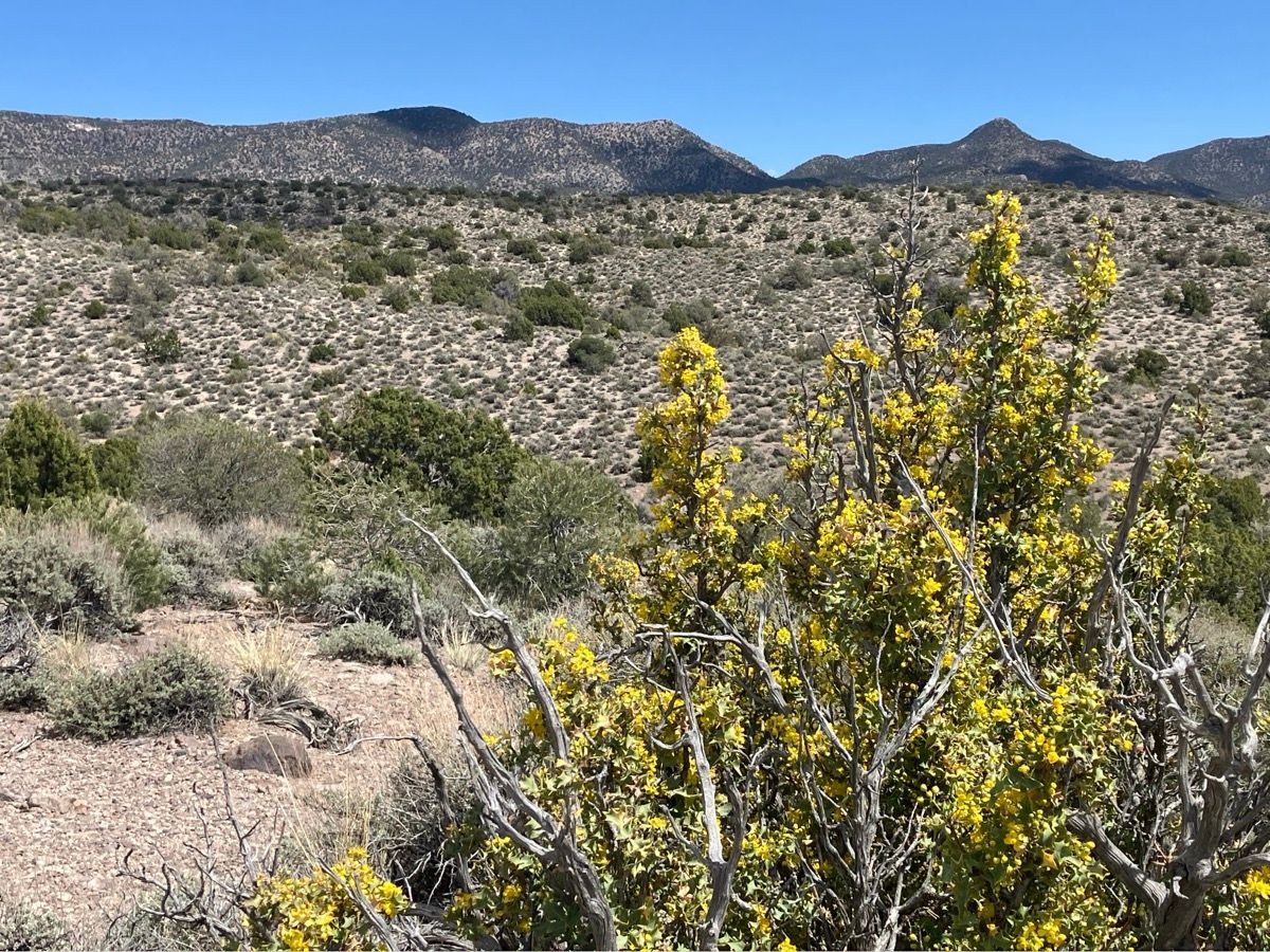 Desert landscape with yellow-flowering shrubs and rocky mountains under a clear sky