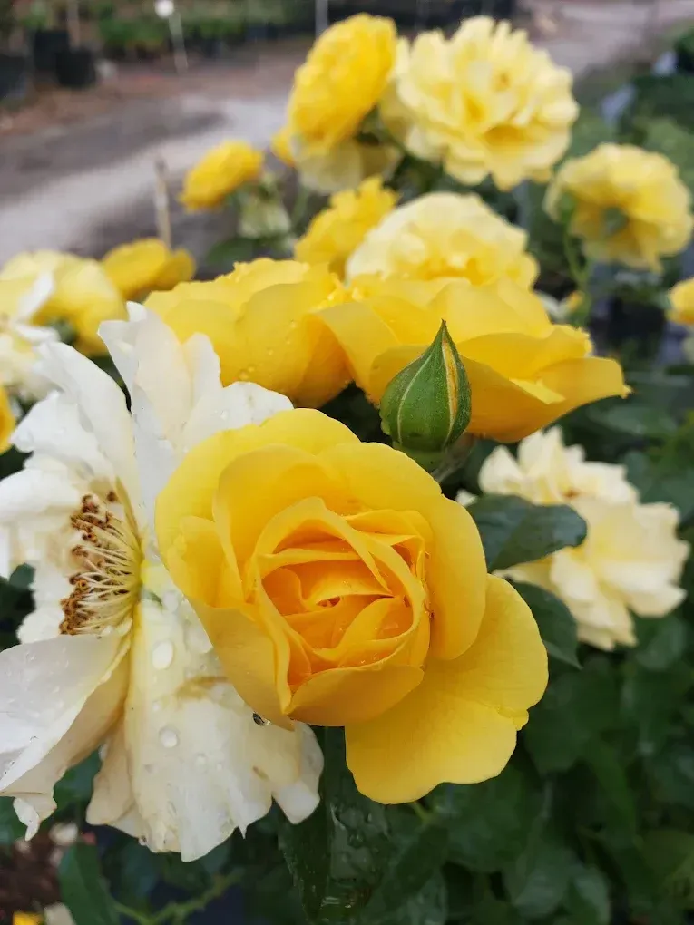 About Blooming House Nursery About Blooming House Nursery