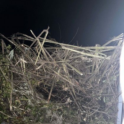 A pile of branches and twigs against a black background.