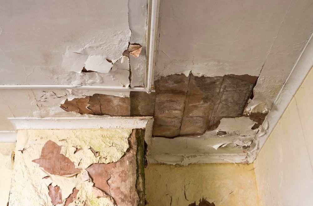 Water-damaged ceiling with peeling paint, exposed plaster, and mold stains in a corner of a room