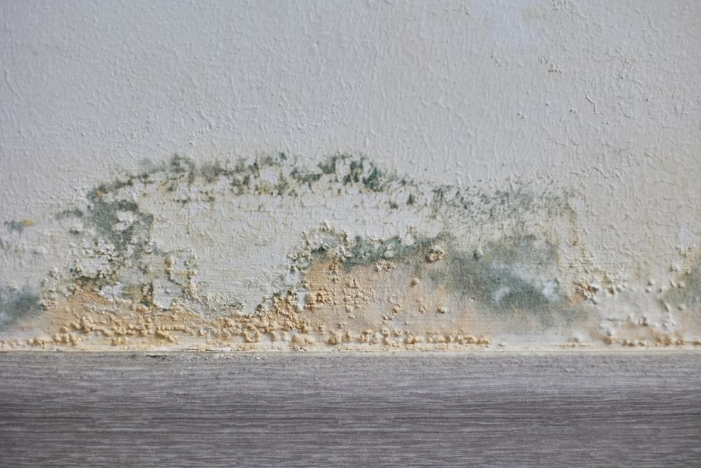 Mold and water damage along the lower edge of a white wall above a gray floor