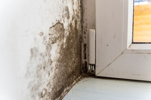 Mold and water damage on a white wall and window frame corner